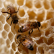 Bees!